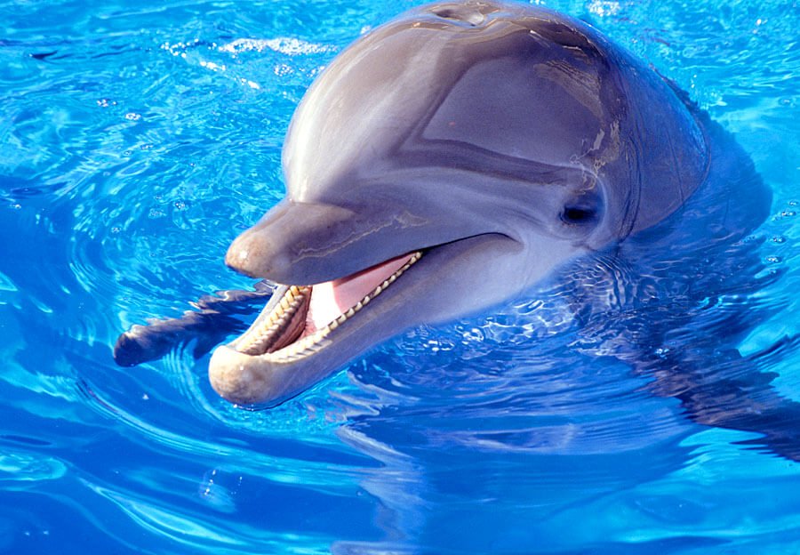 Delfin im Pool