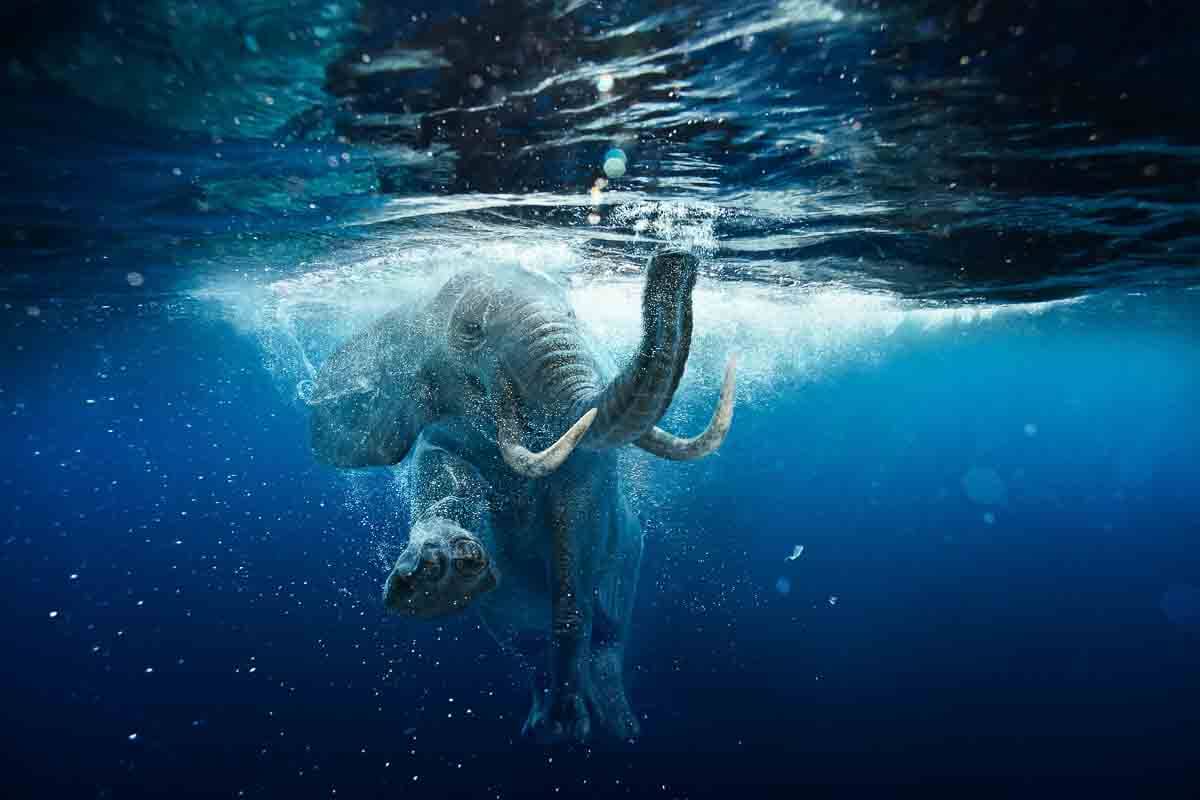Schwimmender Elefant Unterwasser