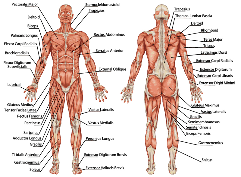 Muskelgruppen des menschlichen Körpers 