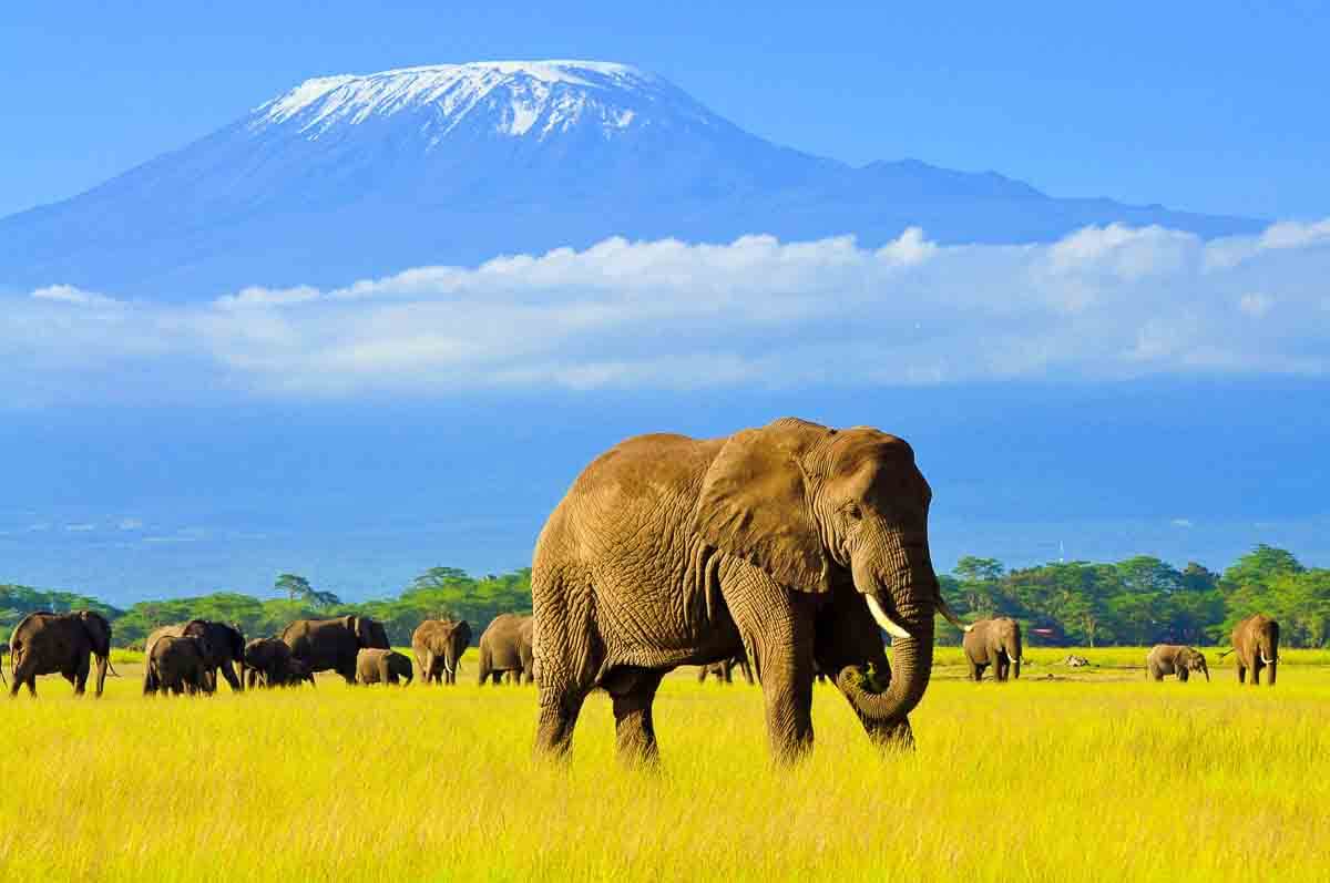 Elefant vor dem Kilimandscharo